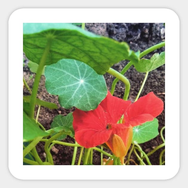 Nasturtium Empress of India Sticker by Hajarsdeco